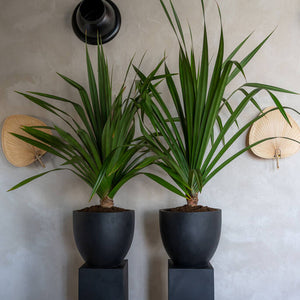 Jesslyn Planter, Black