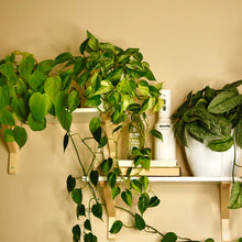 Load image into Gallery viewer, Mossify Mistr
