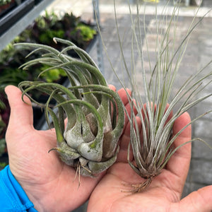 Air Plant Tillandsia Large