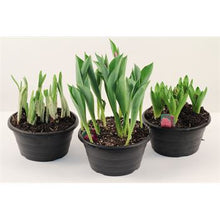 Load image into Gallery viewer, Flowering Bulbs Assorted Varieties
