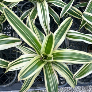 Bromeliad Neoregelia 'Tricolor' 6"