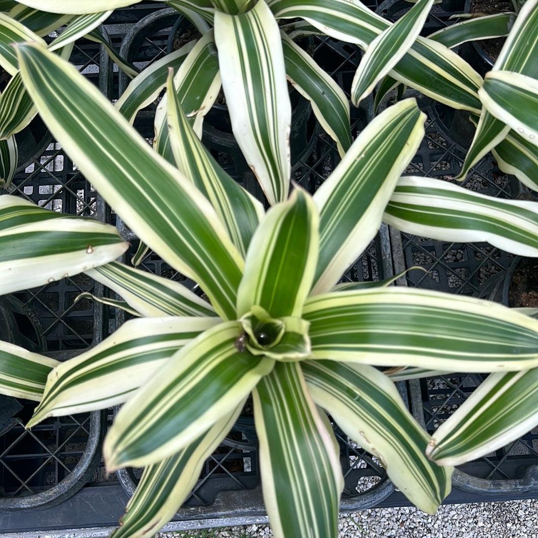 Bromeliad Neoregelia 'Tricolor' 6