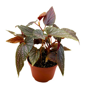 Angel Wing Begonia Benigo Pink 6"