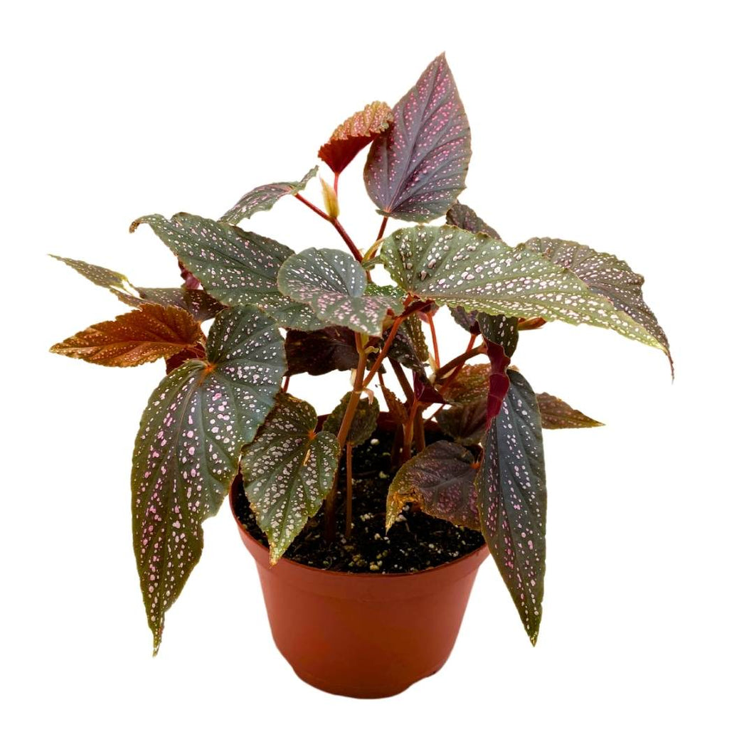 Angel Wing Begonia Benigo Pink 6