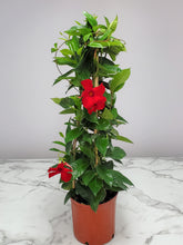 Load image into Gallery viewer, Mandevilla Trellis 3 Gallon

