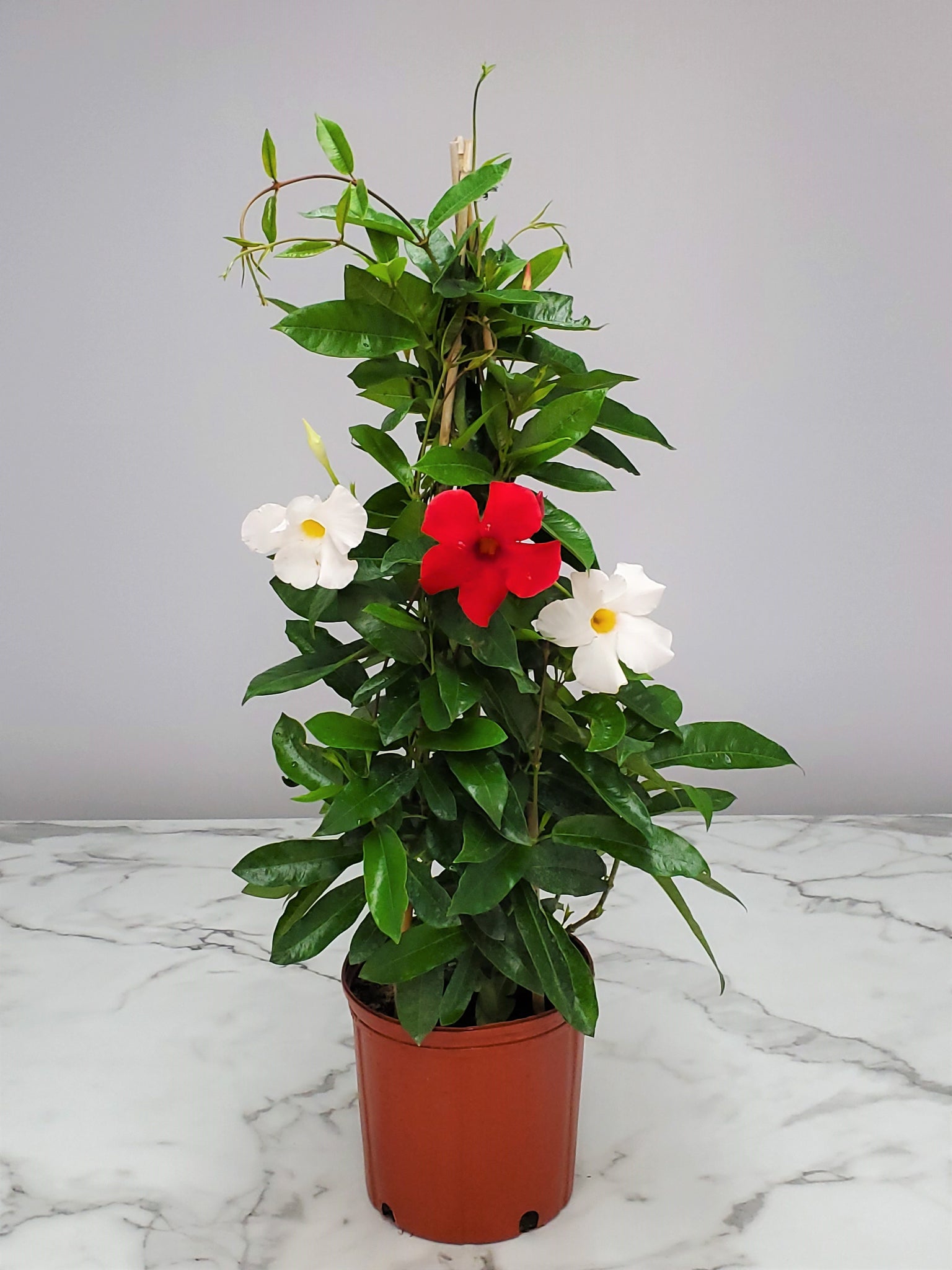 Mandevilla Trellis 3 Gallon – Casaplanta Miami