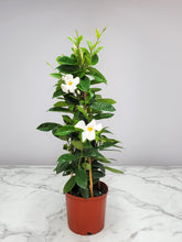 Load image into Gallery viewer, Mandevilla Trellis 3 Gallon
