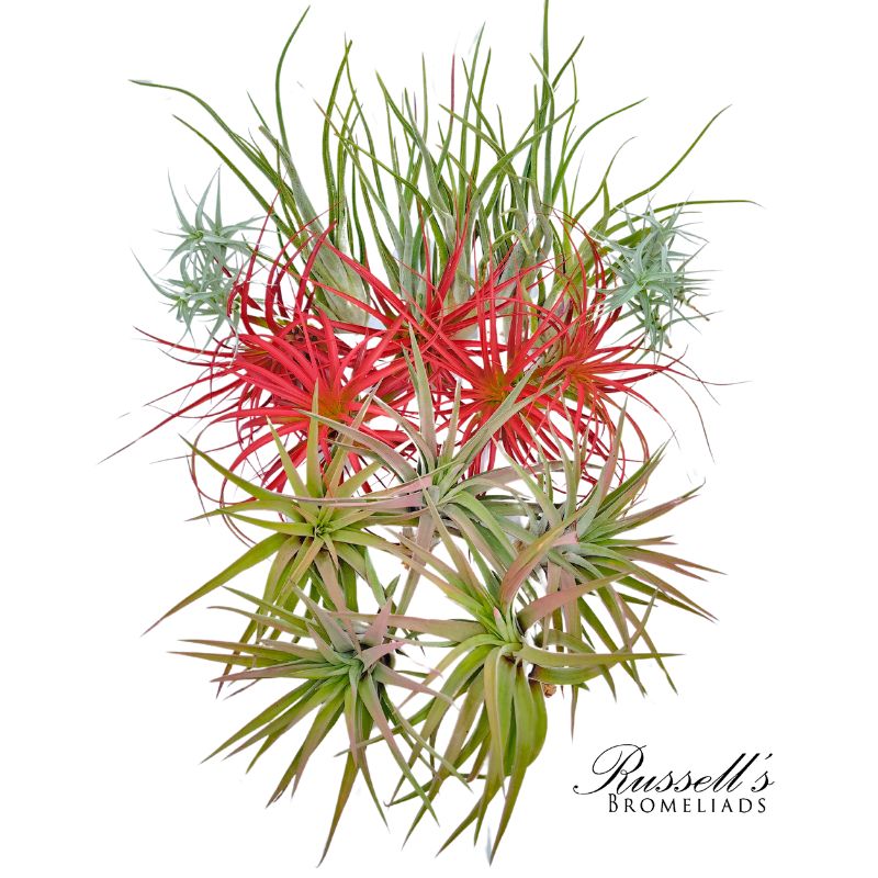 Air Plant Large Mix – Casaplanta Miami