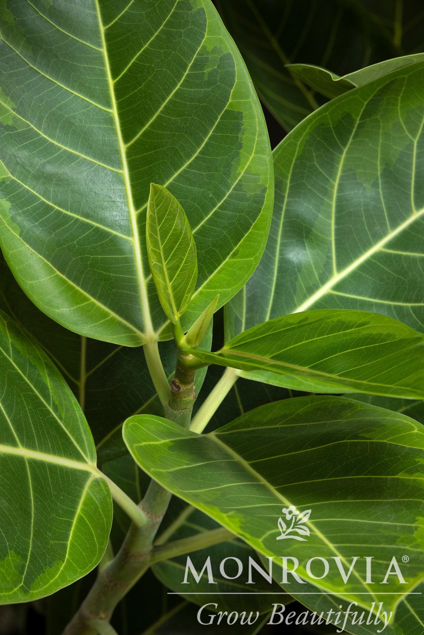 Ficus Patio Tree 7G/14