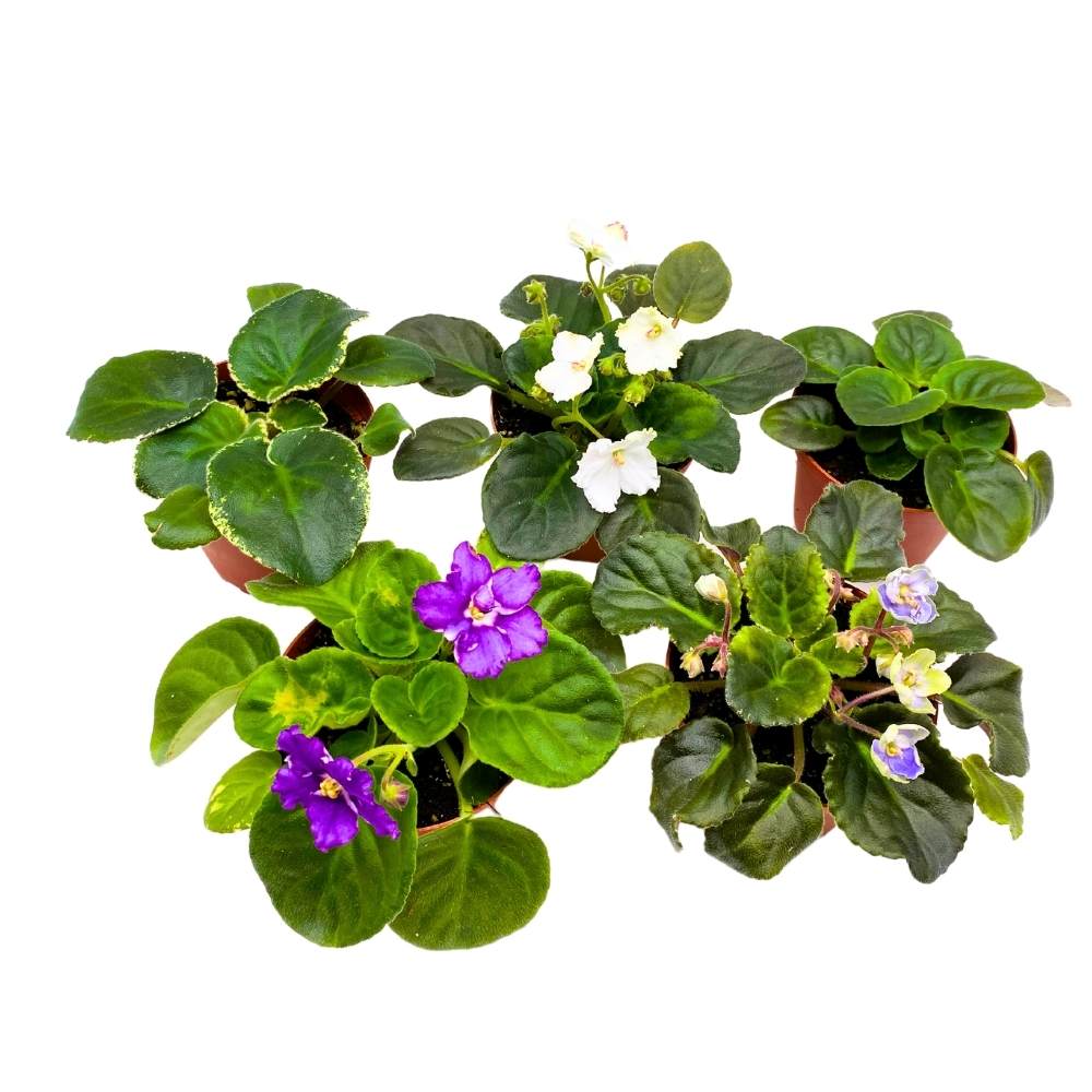African Violet