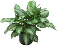 Load image into Gallery viewer, Aglaonema Silver Bay 3G/10&quot;
