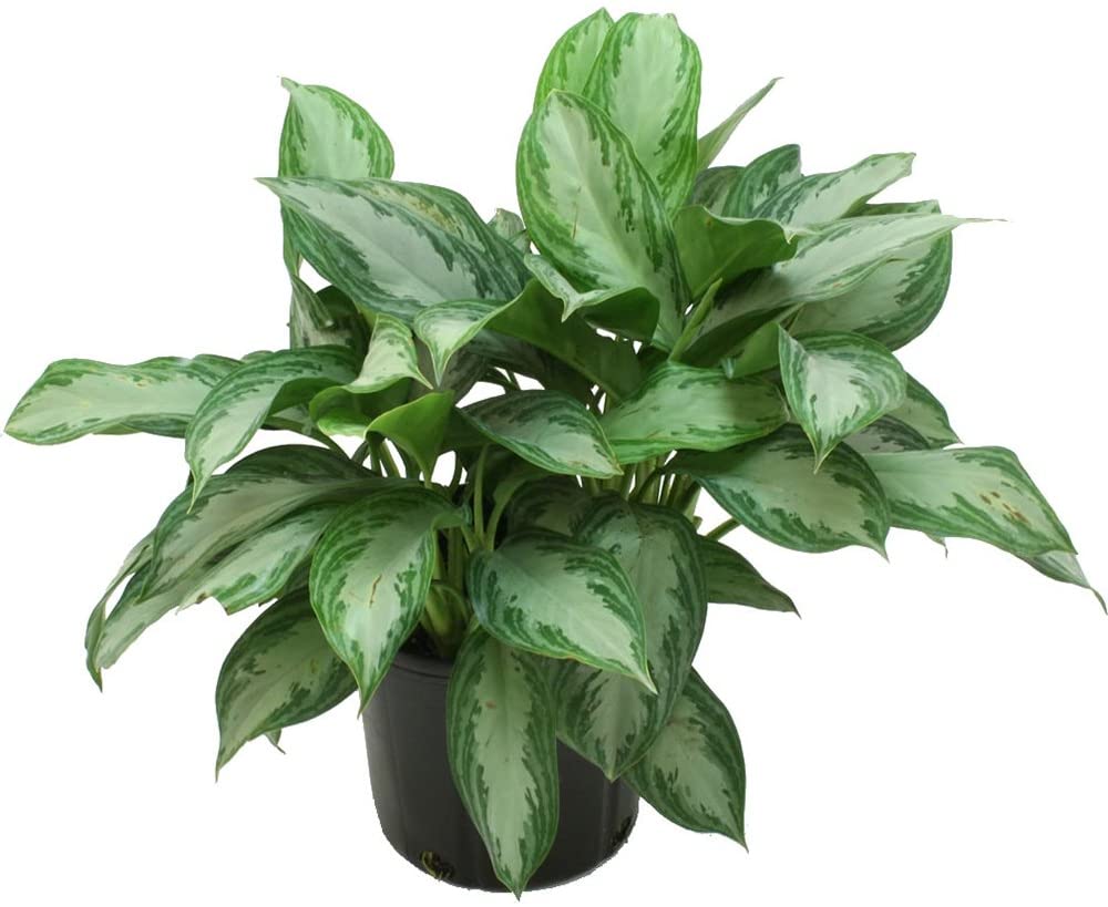 Aglaonema Silver Bay 3G/10