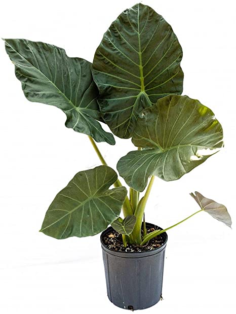 Alocasia Regal Shield 3G/10''