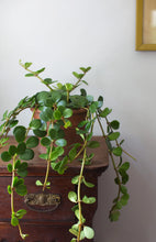 Load image into Gallery viewer, Peperomia Hope 6"
