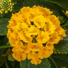Load image into Gallery viewer, Lantana Bandolista 6”
