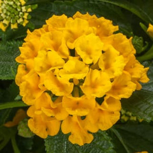 Lantana Bandolista 6”