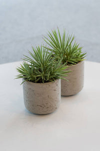 Charlie Planter, Grey Washed