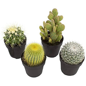 Assorted Cactus 2"