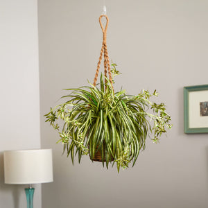 spider hb plant Variegated Spider Plant 11” HB – Casaplanta Miami
