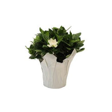 Load image into Gallery viewer, Floral Gardenia
