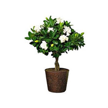 Load image into Gallery viewer, Floral Gardenia
