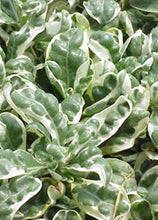 Load image into Gallery viewer, Alternanthera Snowball 1G/6"
