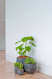 Charlie Planter, Black Washed