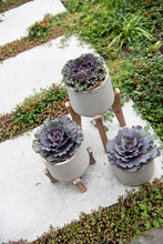 Load image into Gallery viewer, Patt Low Feet, Grey Washed
