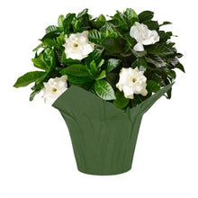 Load image into Gallery viewer, Floral Gardenia

