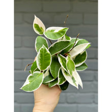Load image into Gallery viewer, Hoya Krimson Queen

