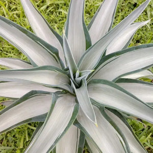 Agave Silver Stripe 3G/10"