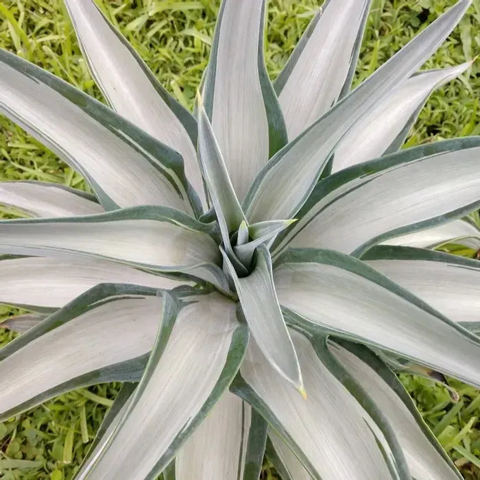 Agave Silver Stripe 3G/10