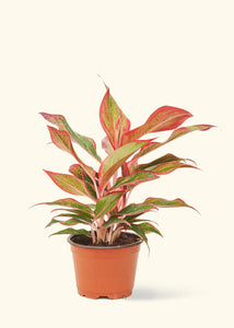 Aglaonema Creta 6"