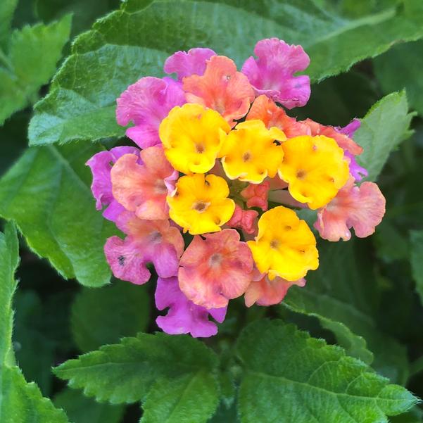 Lantana Havana Sunset 6”