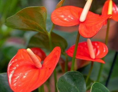 Anthurium Aren't You Orange 3G/10