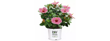 Load image into Gallery viewer, Hibiscus Bush Hollywood 10"/3G
