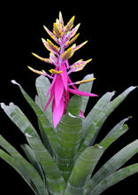 Load image into Gallery viewer, Aechmea 2G/8"
