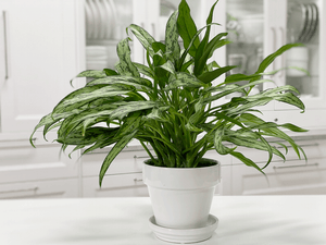 Aglaonema Cutlass