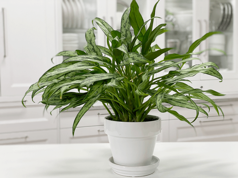 Aglaonema Cutlass