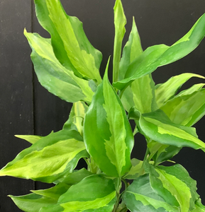 Aglaonema Spathonema 6"