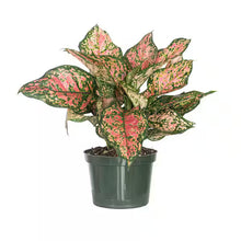 Load image into Gallery viewer, Aglaonema Ruby Ray

