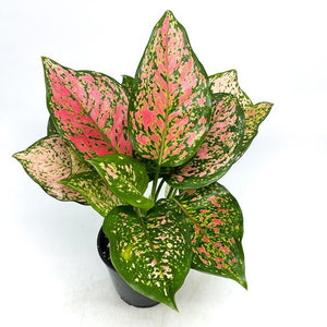 Aglaonema Ruby Ray