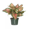 Aglaonema Ruby Ray