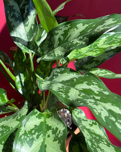 Aglaonema Tigress