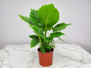 Alocasia California 3G/10"