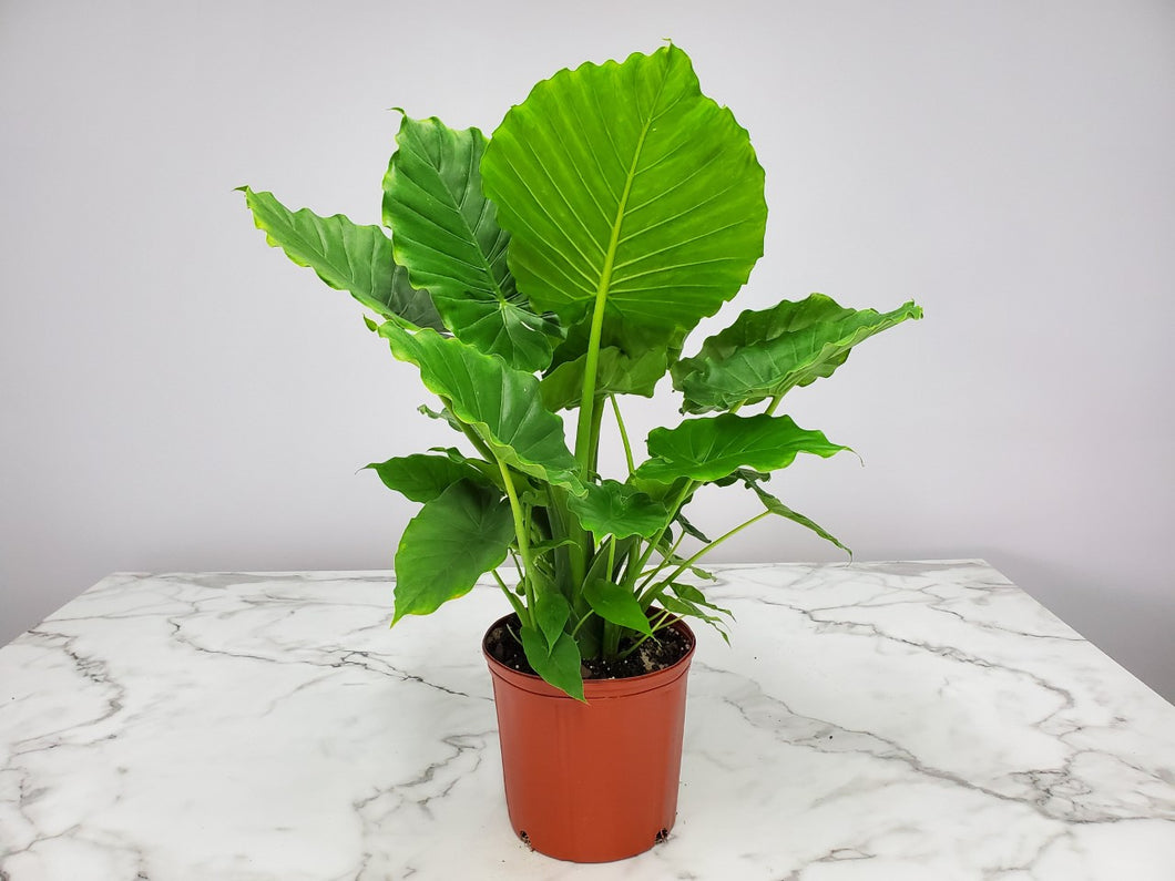 Alocasia California 3G/10
