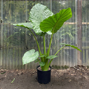 Alocasia Calidora 3G/10"