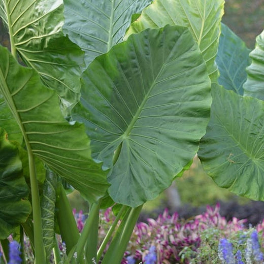 Alocasia Odora 3G/10