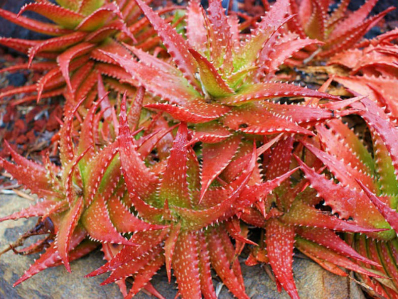 Aloe Dorotheae 6