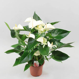 Anthurium White Winner 8"